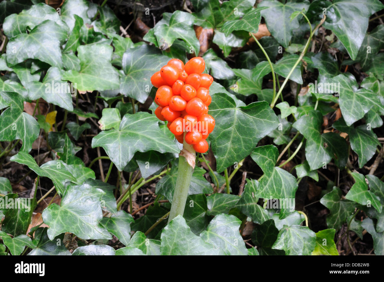 Lord and ladies berries  Arum maculatum cuckoo- pint and ivy leaves growing in a hedgerow hedge Stock Photo