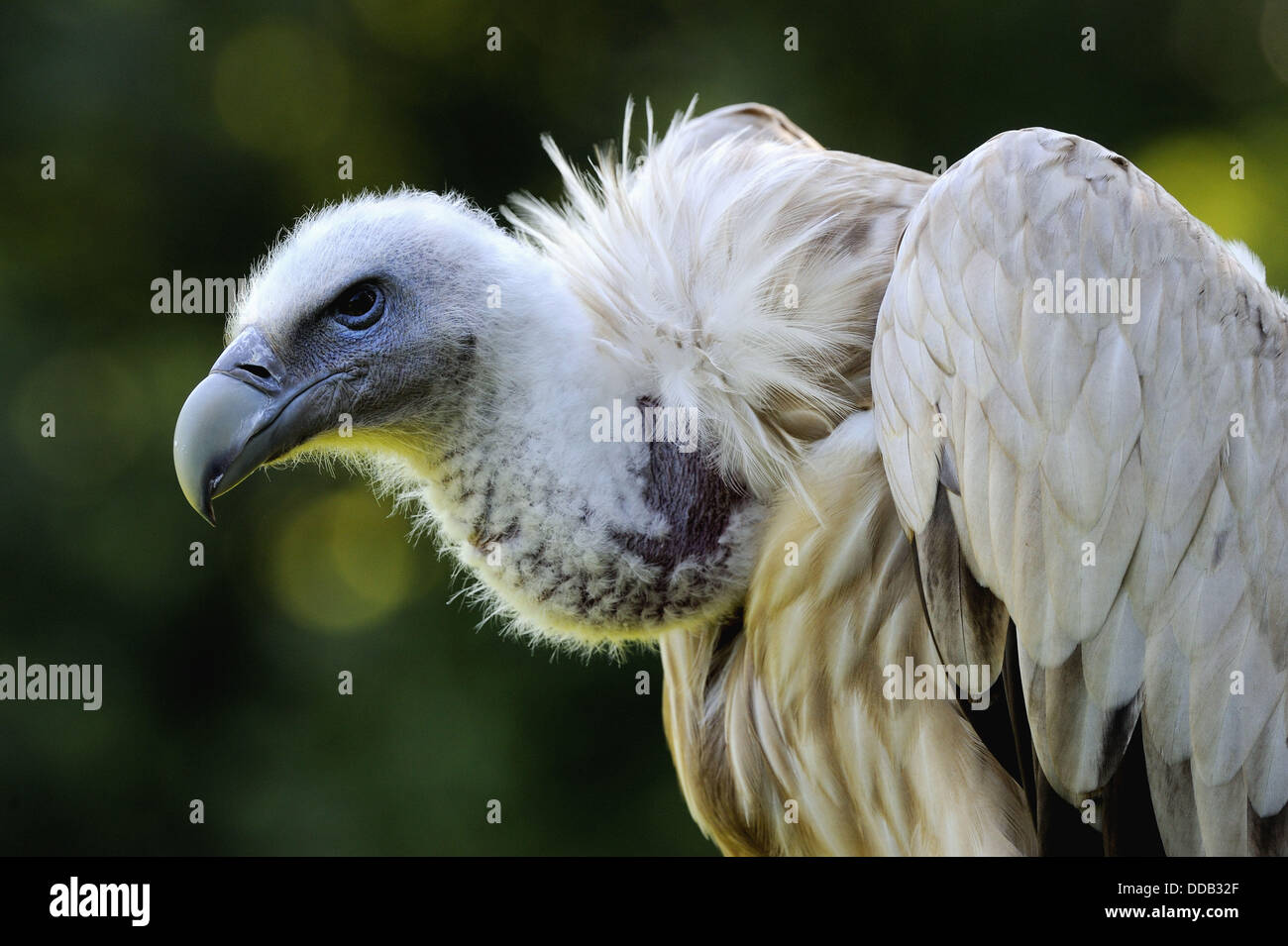 Himalayan vulture griffon portrait (Gyps hymalayensis) captive Stock ...