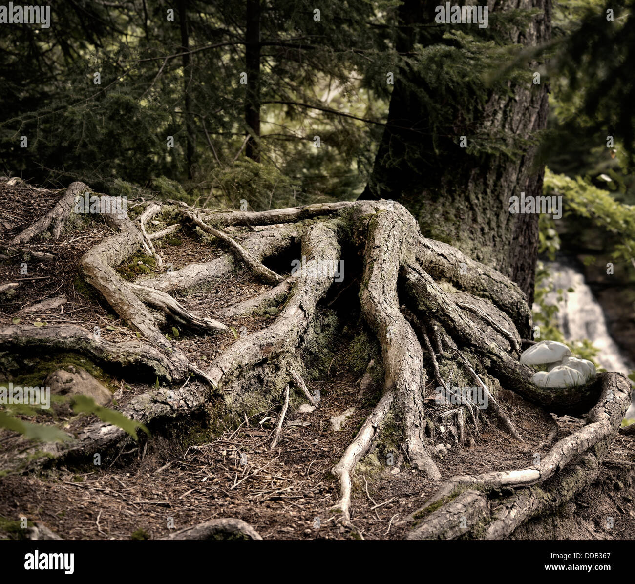 Tree roots forest hi-res stock photography and images - Alamy