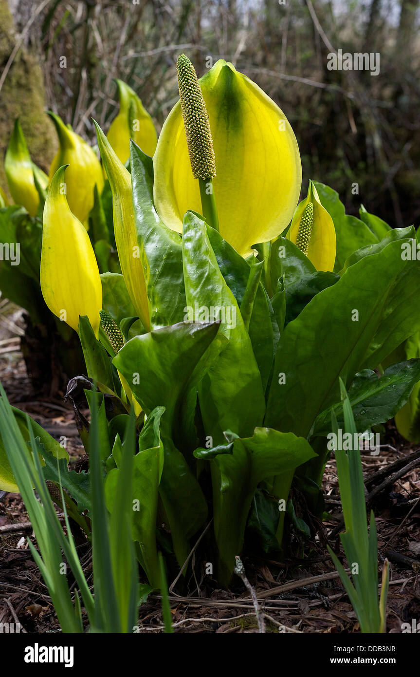 Skunk Cabbage Lysichiton Americanus swamp and bog garden growing plant found in the Pacific Northwest and more recently Britain Stock Photo