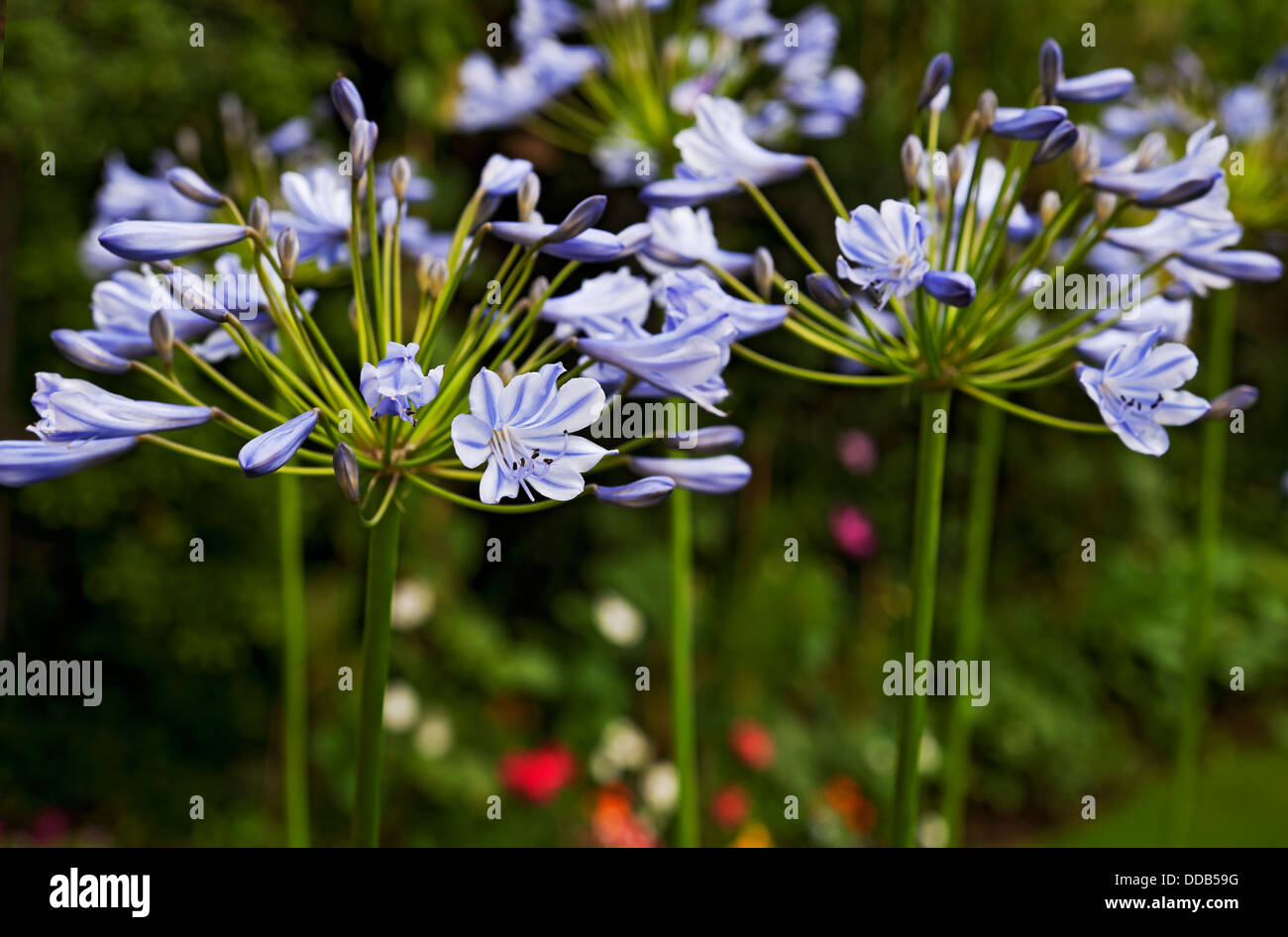 Close up of pale blue agapanthus flowers flower flowering in the garden in summer England UK United Kingdom GB Great Britain Stock Photo