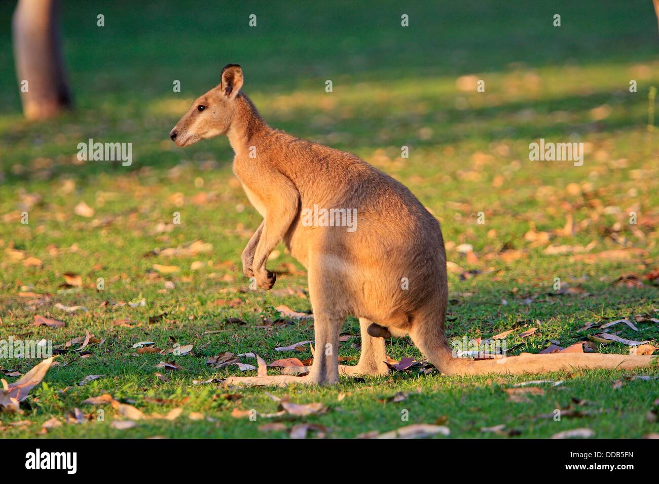 Agile Wallaby (Macropus agilis), Nitmiluk National Park, Northern Territory, Australia Stock Photo