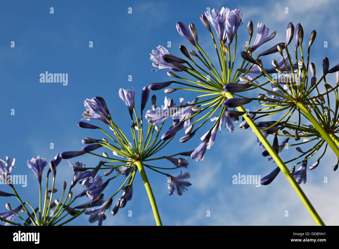 Close up of Blue agapanthus flowers flower flowering in summer England UK United Kingdom GB Great Britain Stock Photo