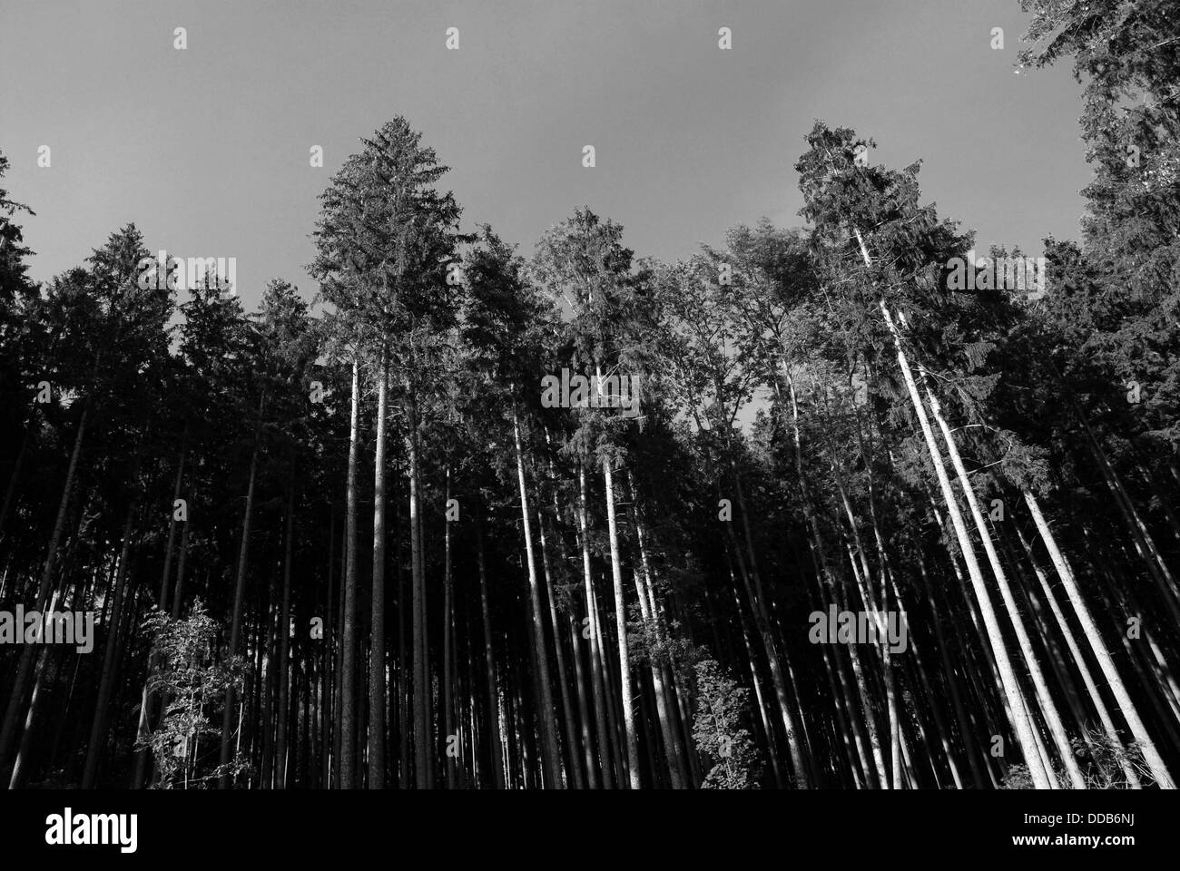 Coniferous forestry Black and White Stock Photos & Images - Alamy