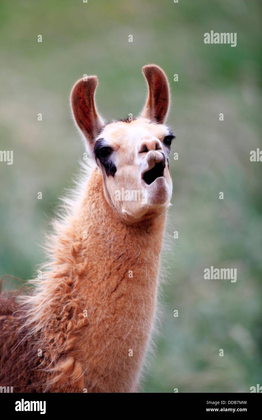 Llama Lama glama glama Stock Photo Alamy