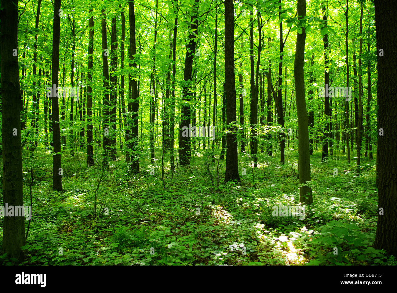 Divine nature hi-res stock photography and images - Alamy
