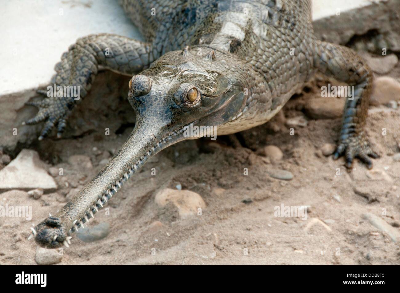 Gharial Gavialis gangeticus crocodile in Chitwan National Park, Nepal Stock Photo