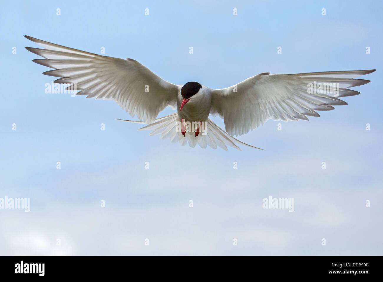 Arctic Tern in flight Stock Photo