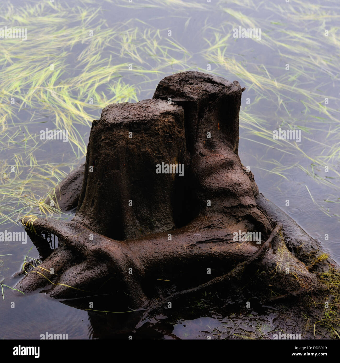 Anthropomorphic tree stumps in water, Höljessjön, Värmland, Sweden, Europe Stock Photo