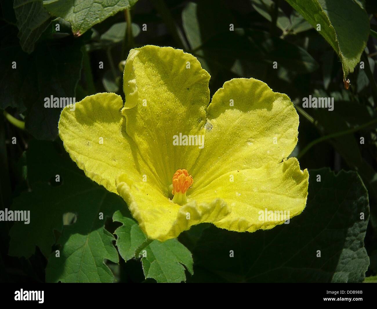 Flower of a Bitter Gourd, Vegetable creeping plant Stock Photo Alamy