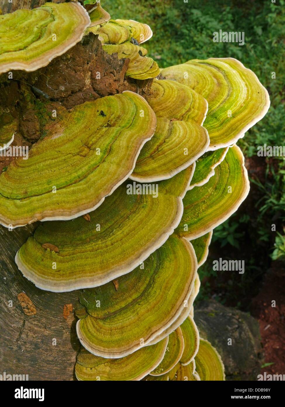 Bracket Fungi Or Shelf Fungi Phylum Basidiomycota Stock Photo Alamy