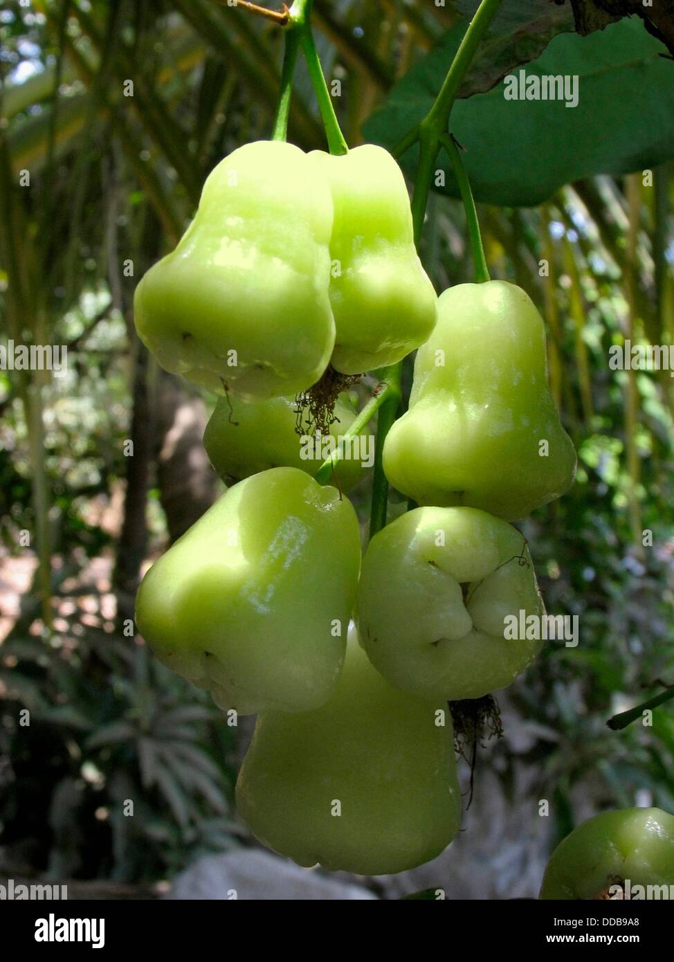 Wax Jambu, Water Apple, Syzygium javanicum Stock Photo Alamy