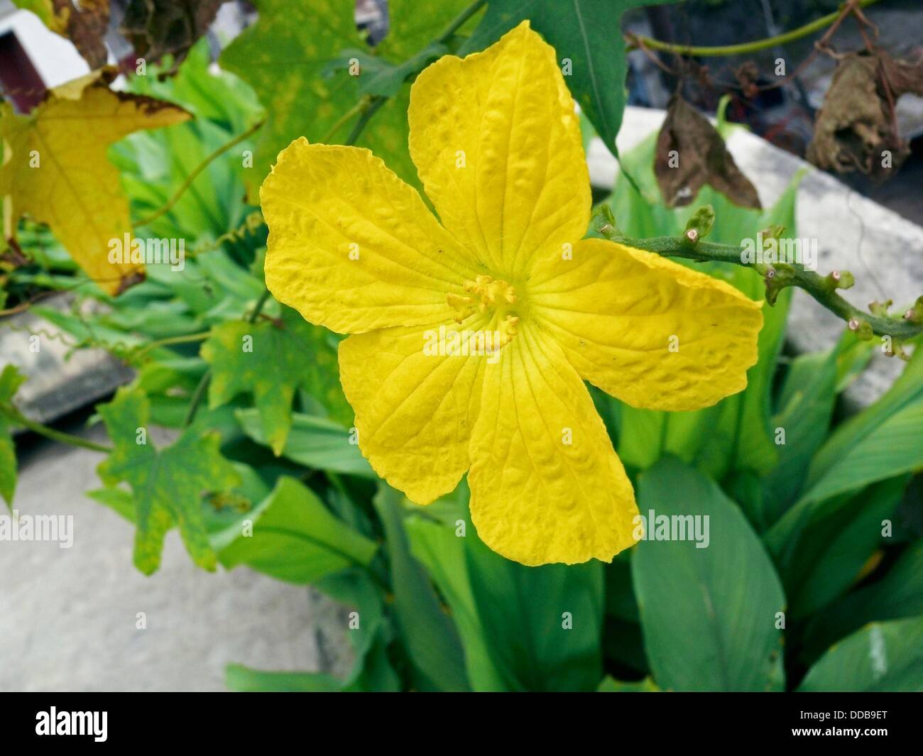 Flower of a Bitter Gourd, Vegetable creeping plant Stock Photo Alamy