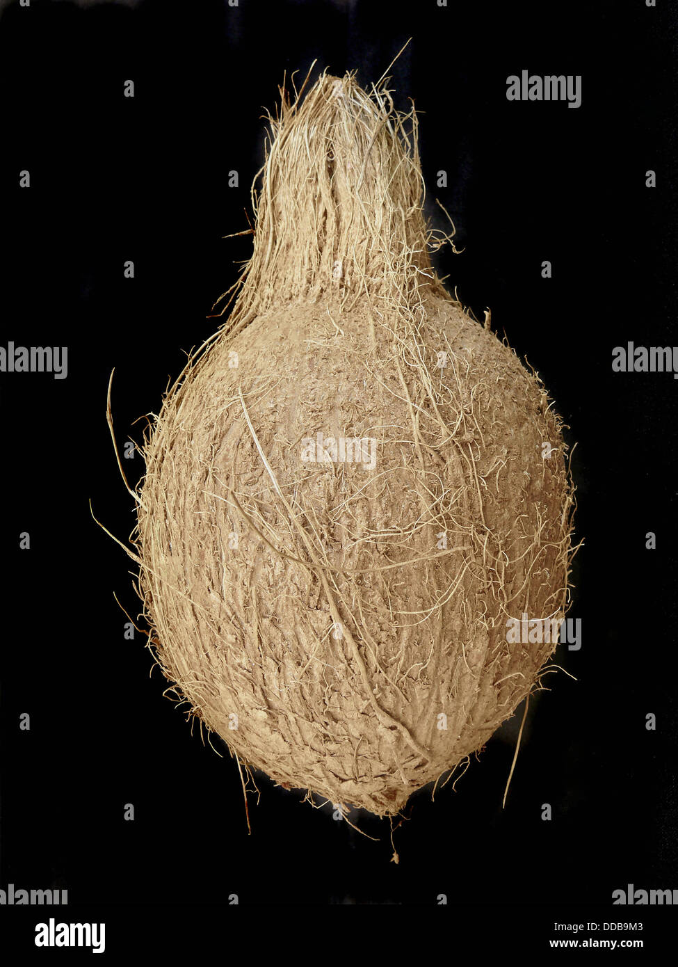 Coconut  Cocos nucifera, used in cooking and for oil  Pune, Maharashtra, India Stock Photo