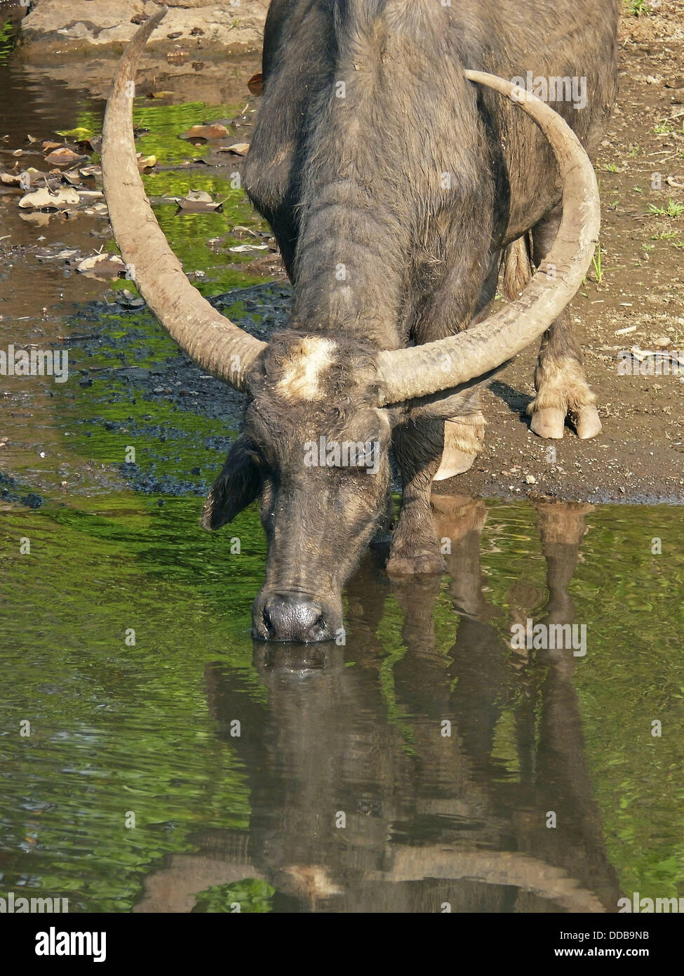 Water Buffalo, Bubalus bubalis is Drinking water Shiroli, Roha, Alibaug