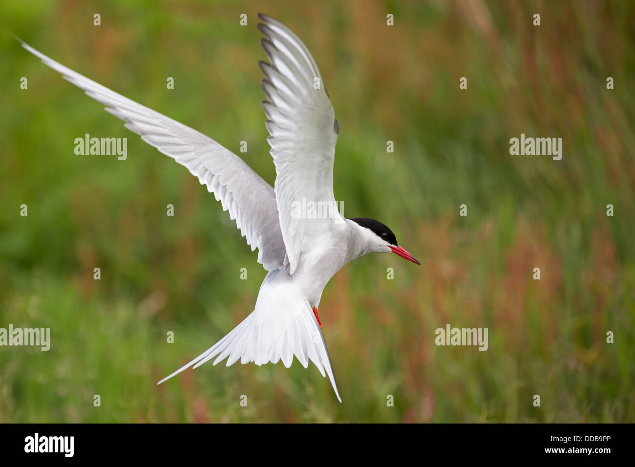 Arctic Tern Stock Photo
