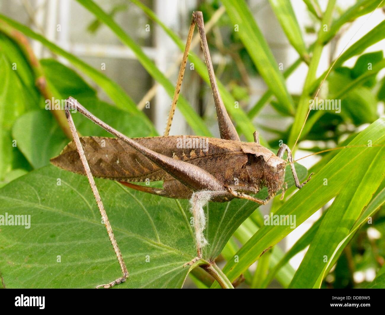 Brown Long-horned Grasshopper on a leaf, Sinhangad, Pune, Maharashtra, India Stock Photo