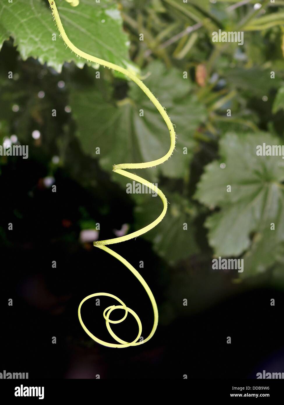 Tendril Of A Bitter Gourd Vegetable Creeping Plant Stock Photo Alamy