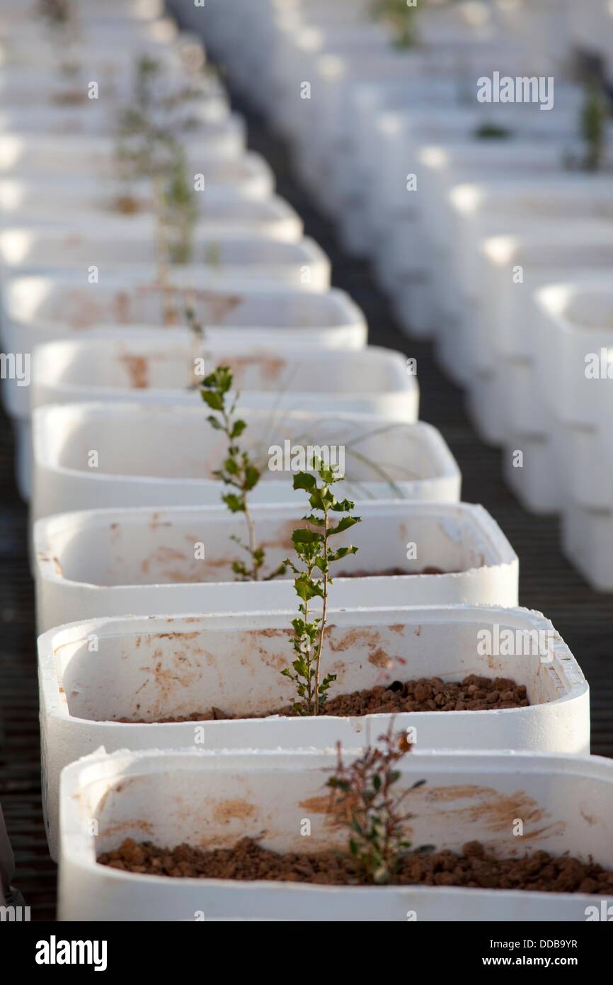 Planta de siembra hi-res stock photography and images - Alamy