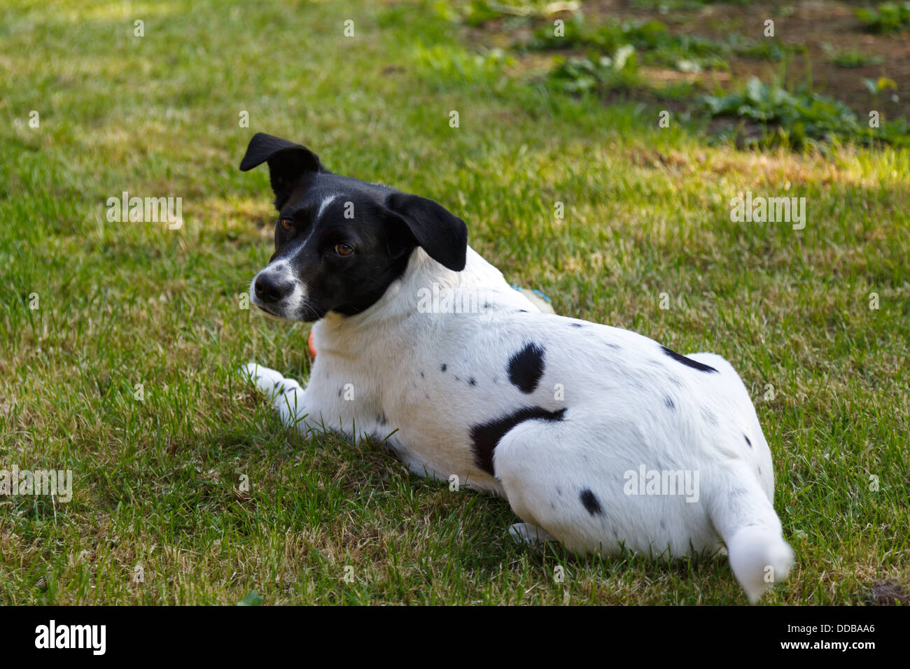 Emden, Germany, a dog sits in a garden on the lawn Stock Photo