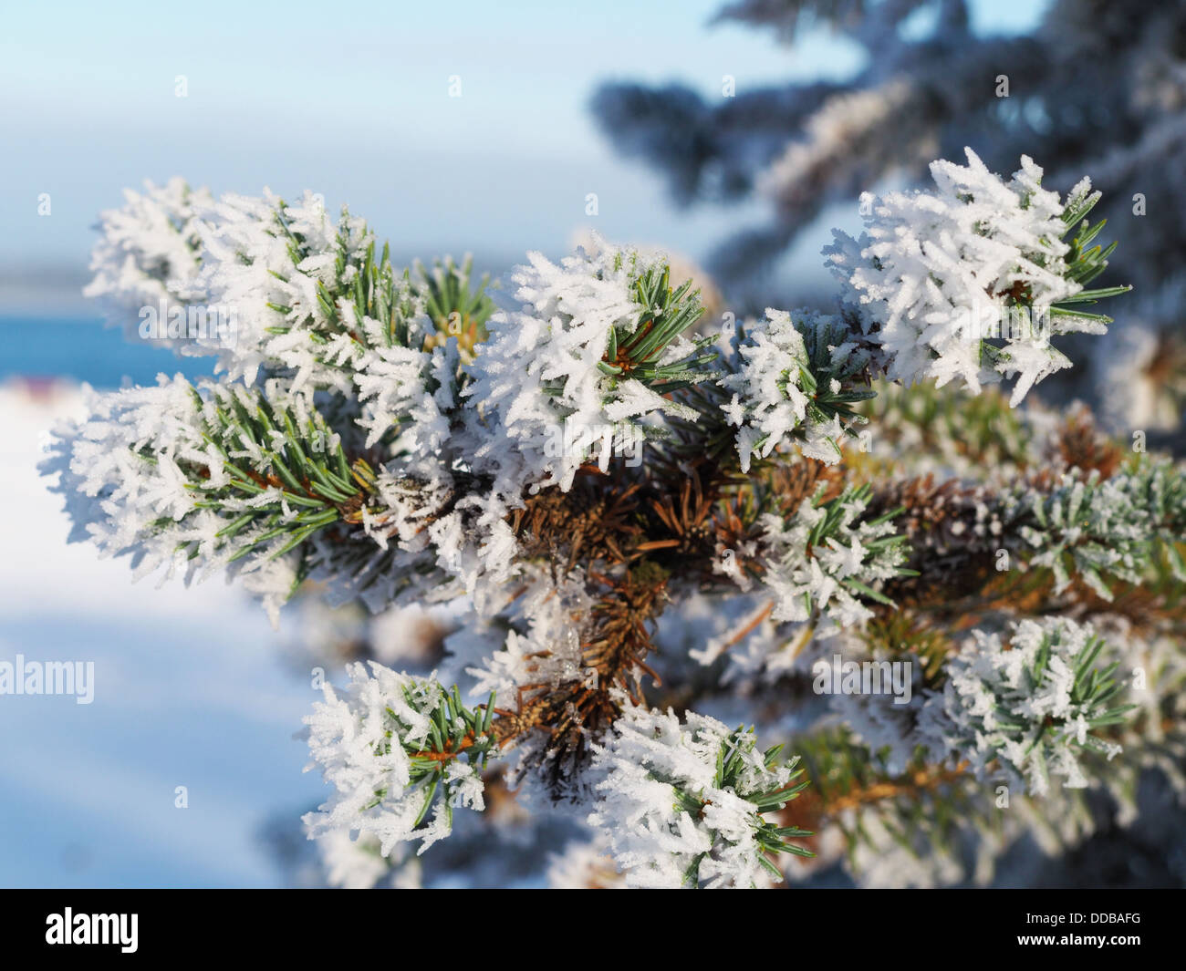Sprus Snow Silver fir tree farm hi-res stock photography and images - Alamy