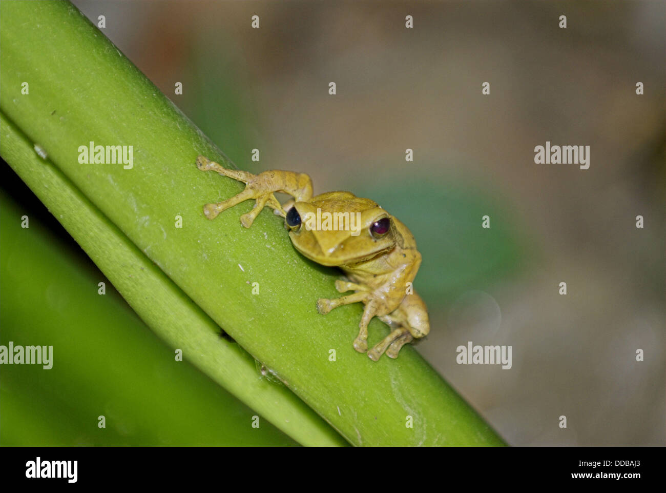 Common Indian Tree Frog, Polypedates maculatus, Manas National Park