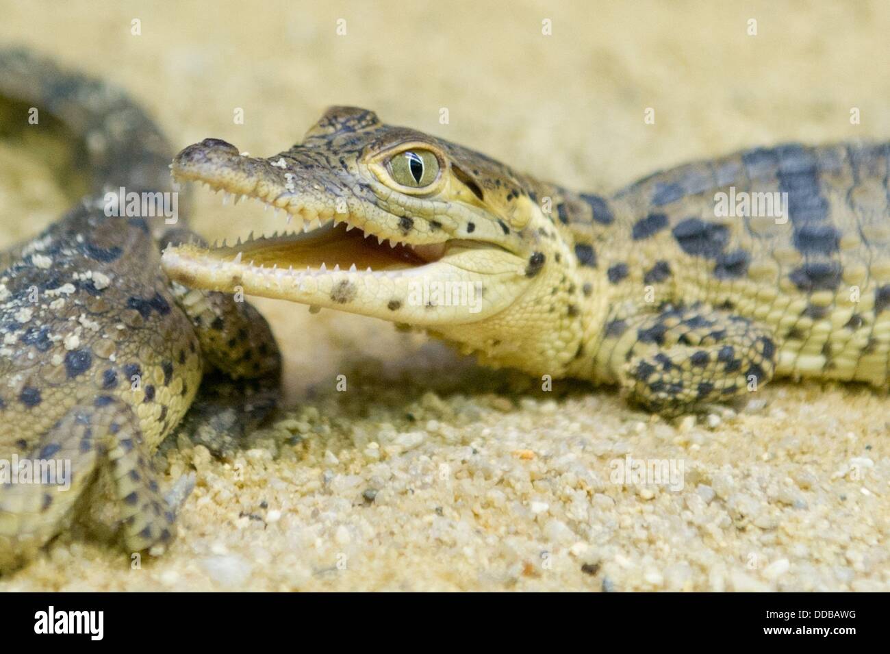 A crocodile offspring sits in its terrarium at the zoo in Hoyerswerda, Germany, 30 August 2013. In total, seven offsprings of the rare Cuban crocodiles were born at the zoo. Photo: SEBASTIAN KAHNERT Stock Photo