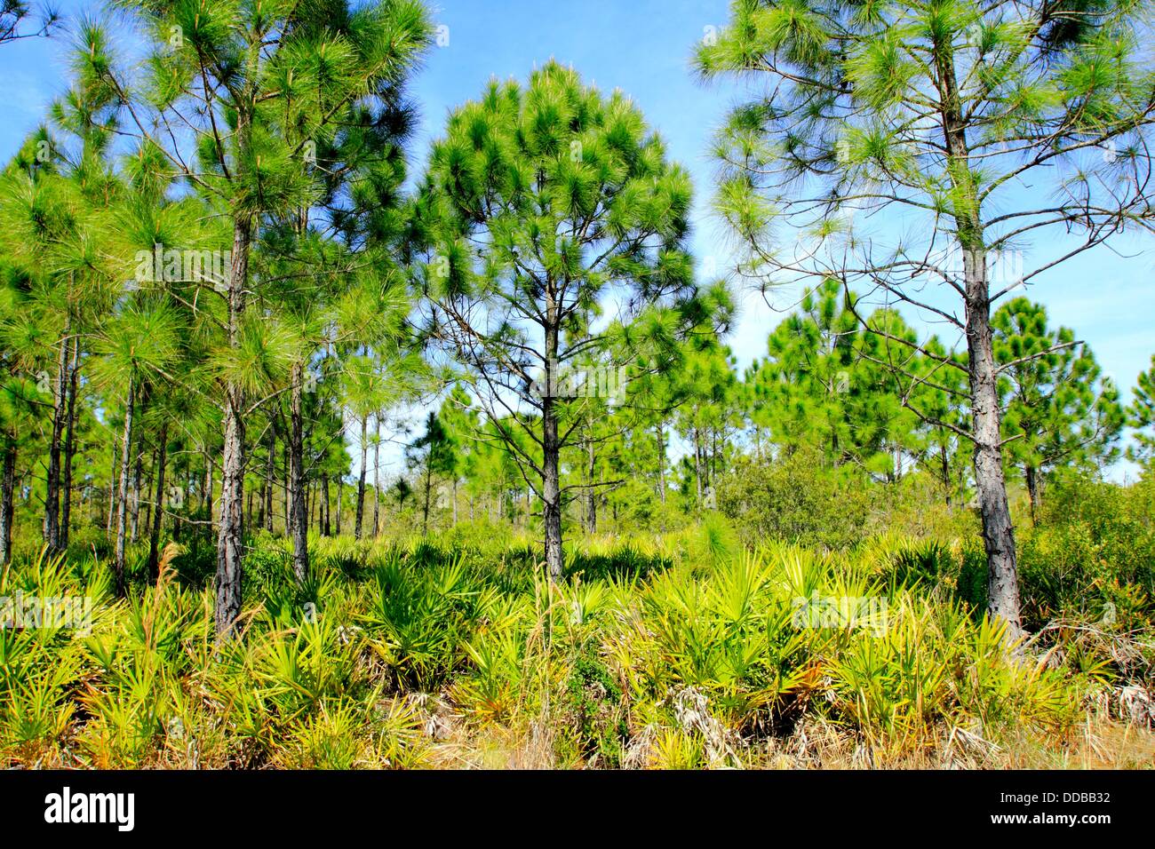 Pine Flatwoods ecosystem Florida USA Stock Photo