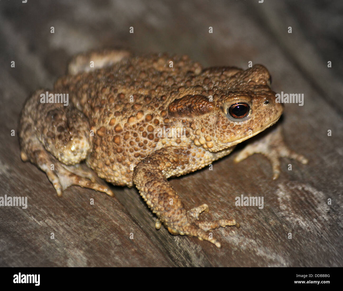 Common Toad (Bufo Bufo) posing on a table top Stock Photo