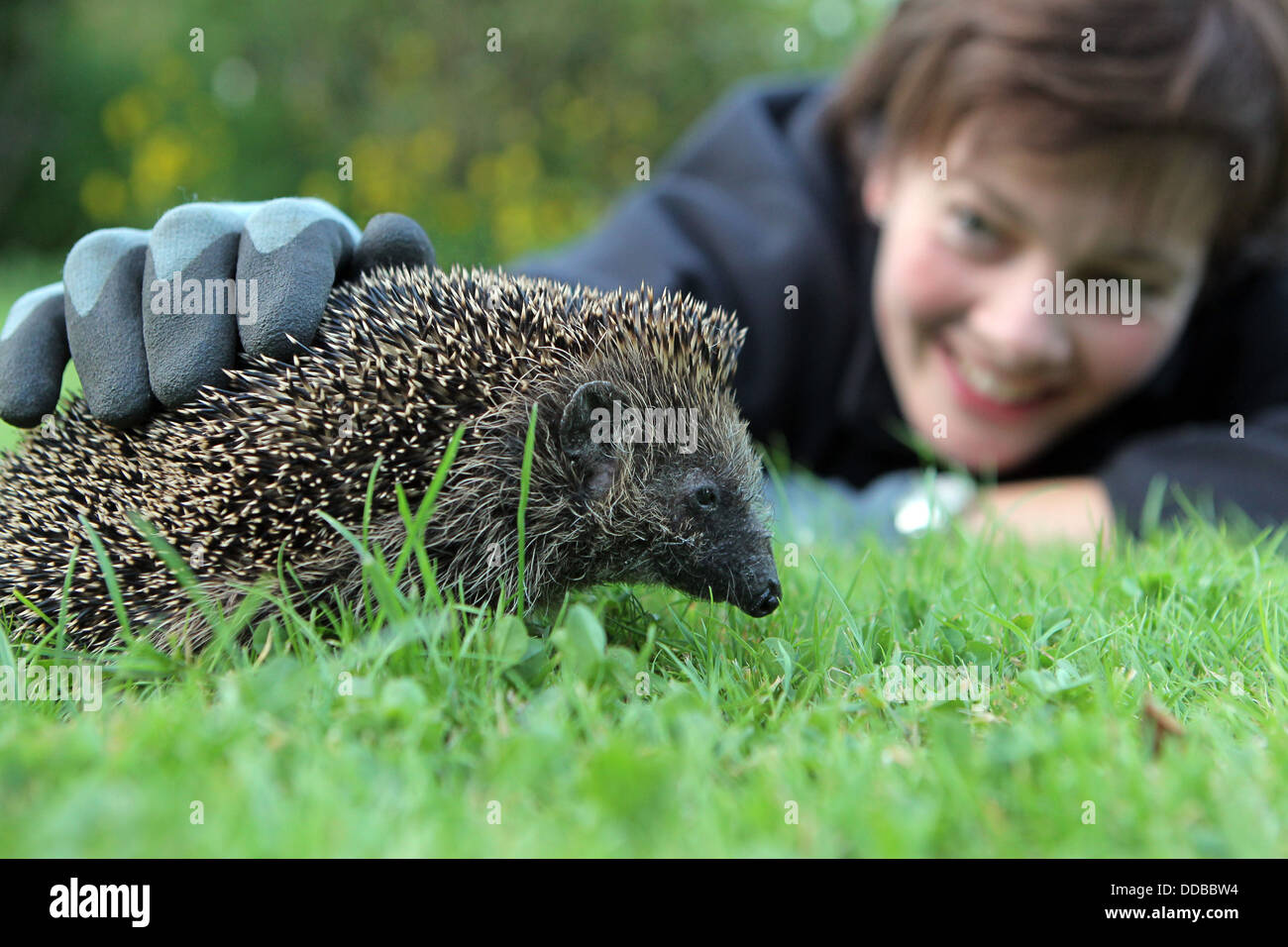 Wees. Germany, woman caresses a hedgehog with glove Stock Photo
