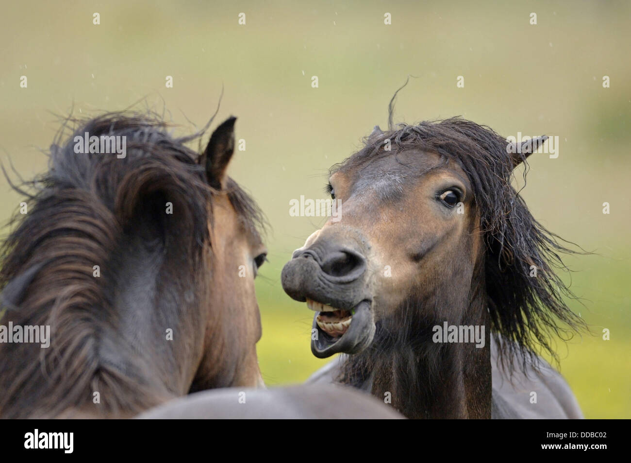 Stallion mating hi-res stock photography and images - Alamy