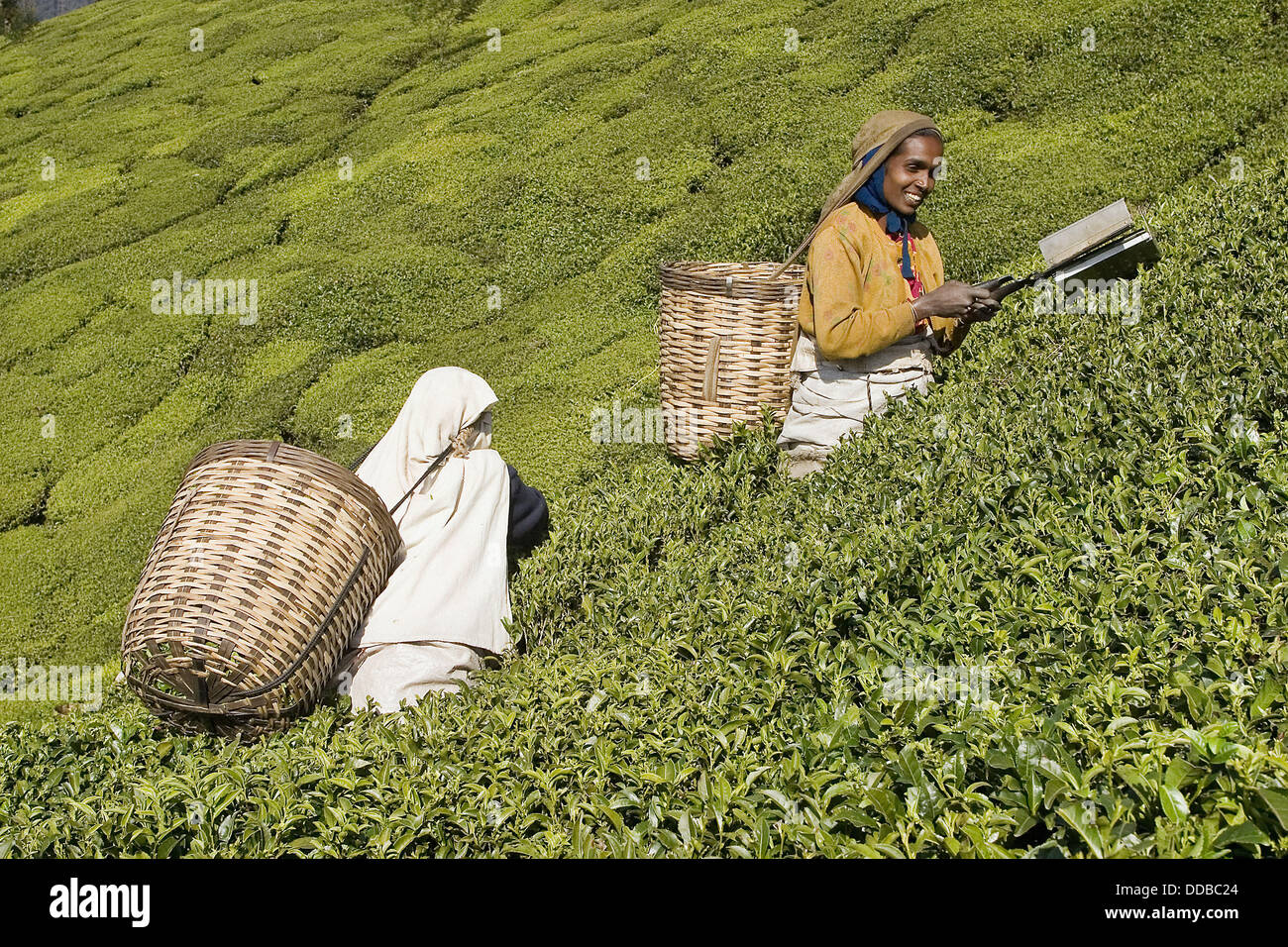 Women picking up tea leaves in a tea estate near Ooty. Tamil Nadu