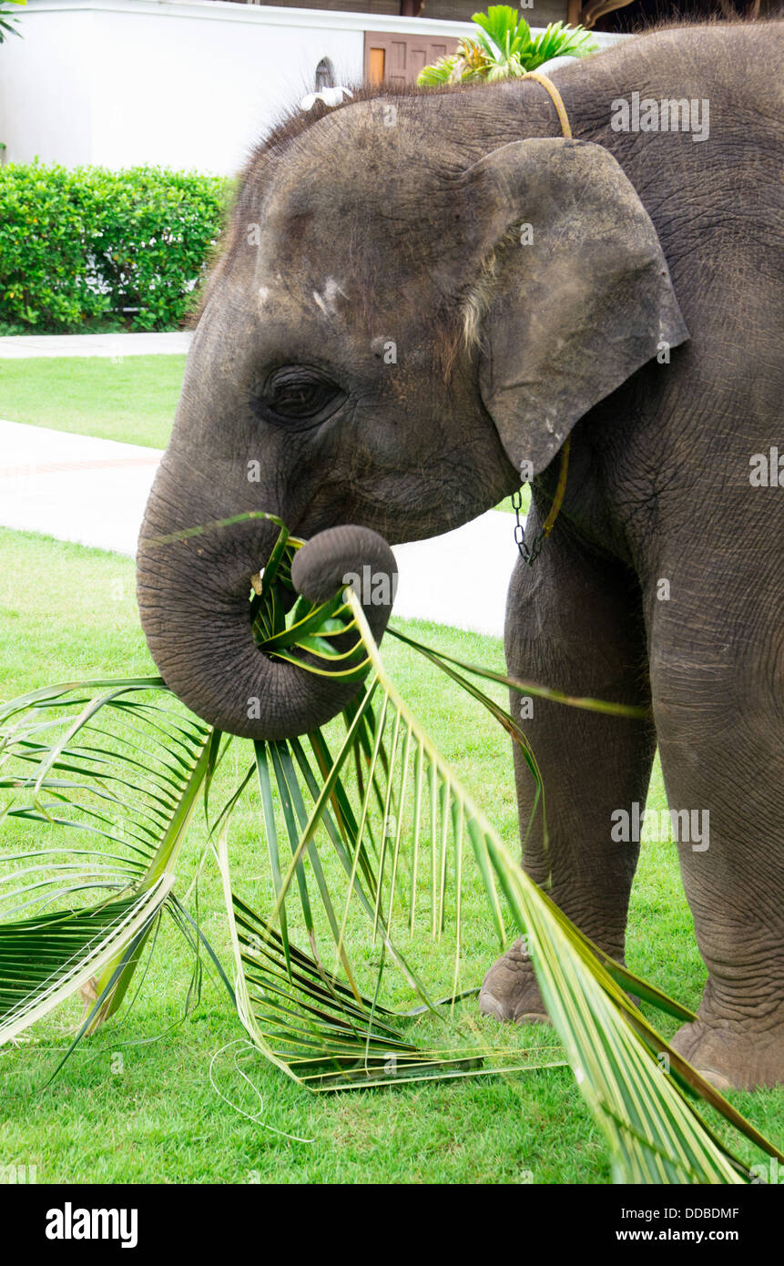Asia asian species hi-res stock photography and images - Alamy