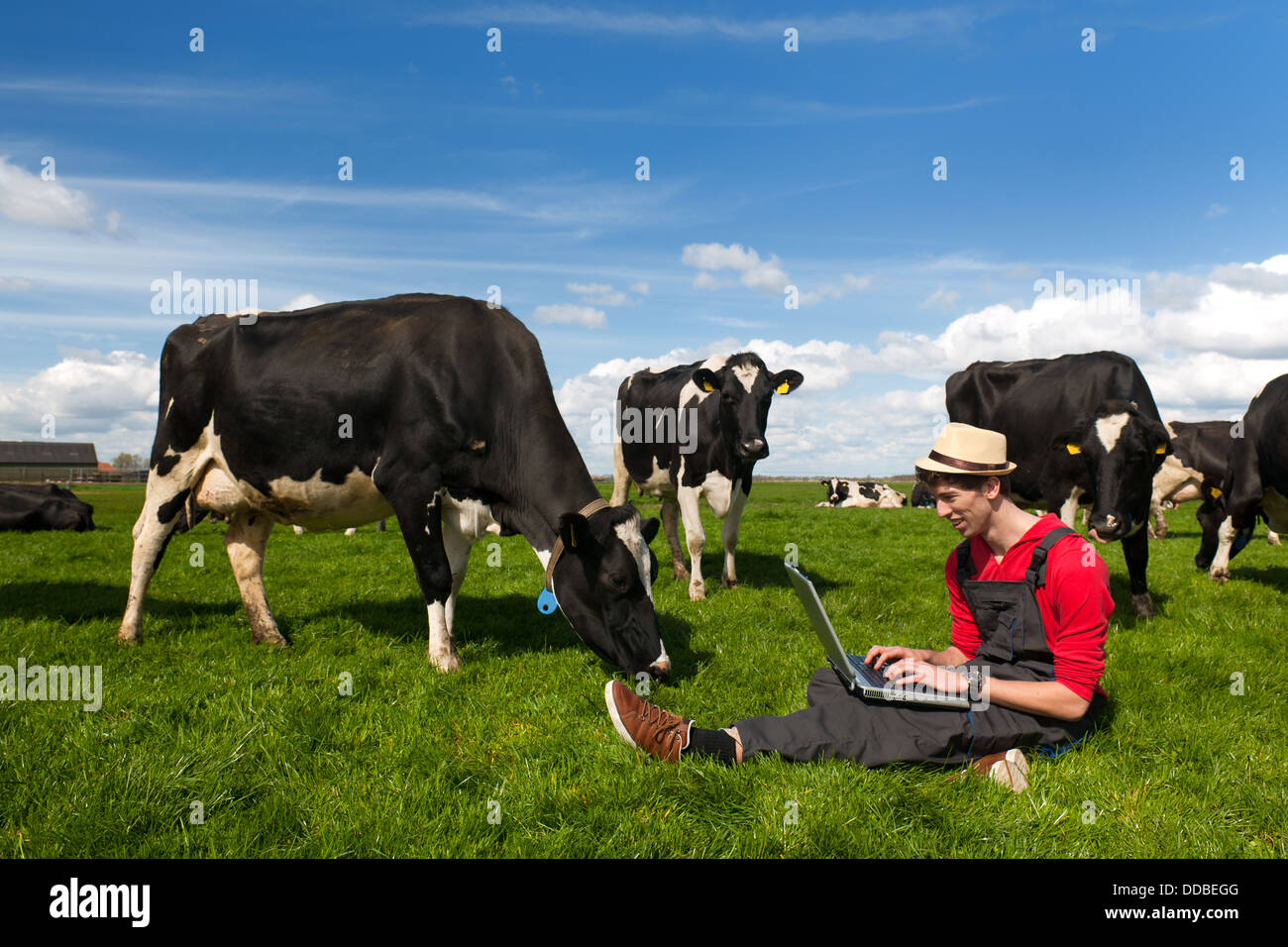 Young farmer with laptop in field with cows Stock Photo
