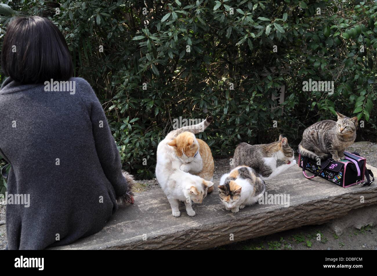 Kyoto (Japan) cats along the Tetsugaku No Michi ('Path of Philosophy