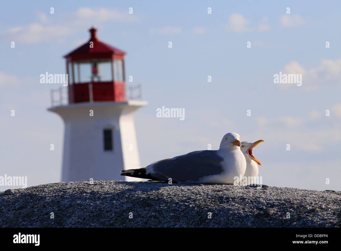 Two herring gulls on a rock with the Peggy's Point or Cove Lighthouse