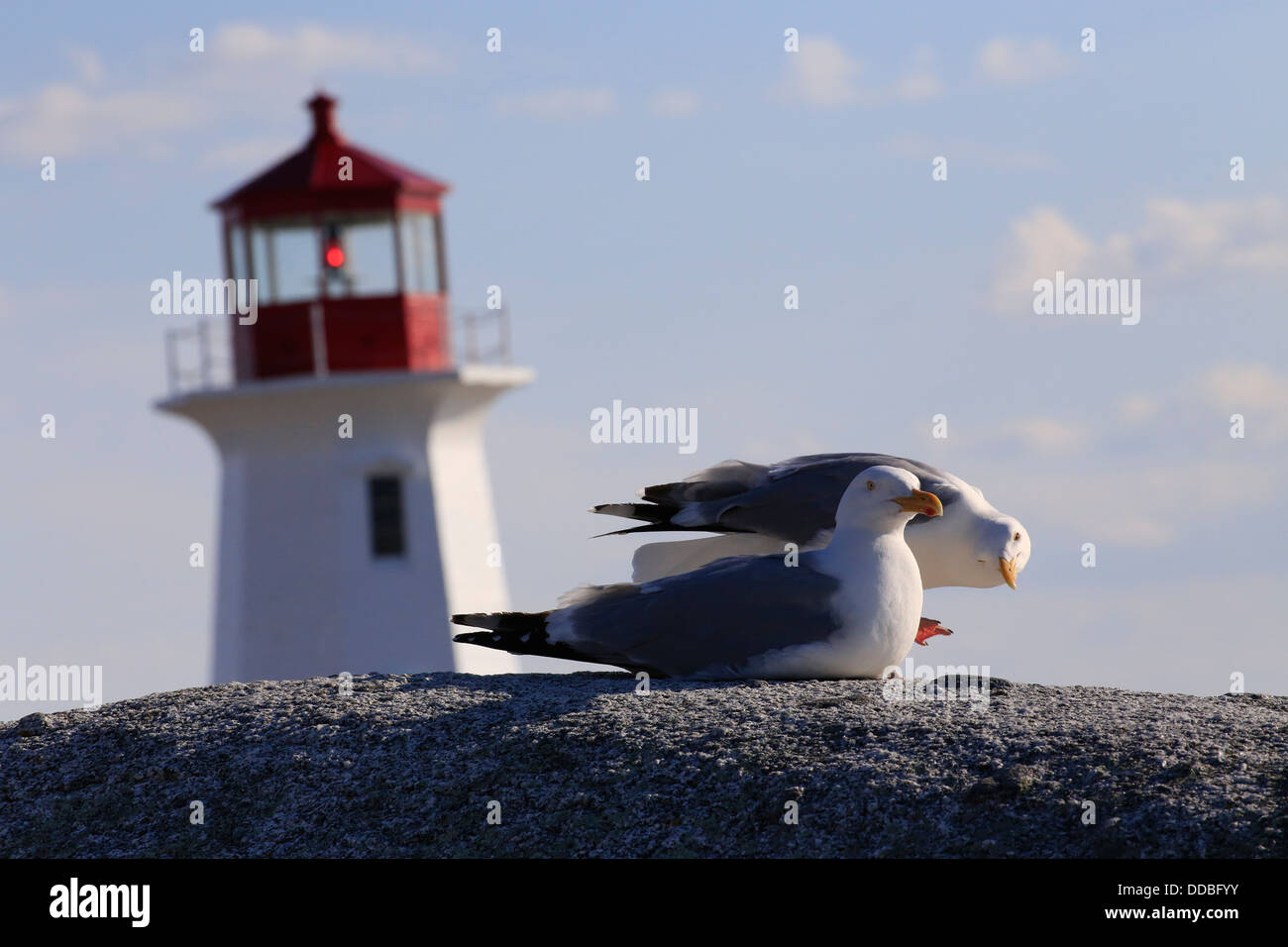 Two herring gulls on a rock with the Peggy's Point or Cove Lighthouse in the background in Nova
