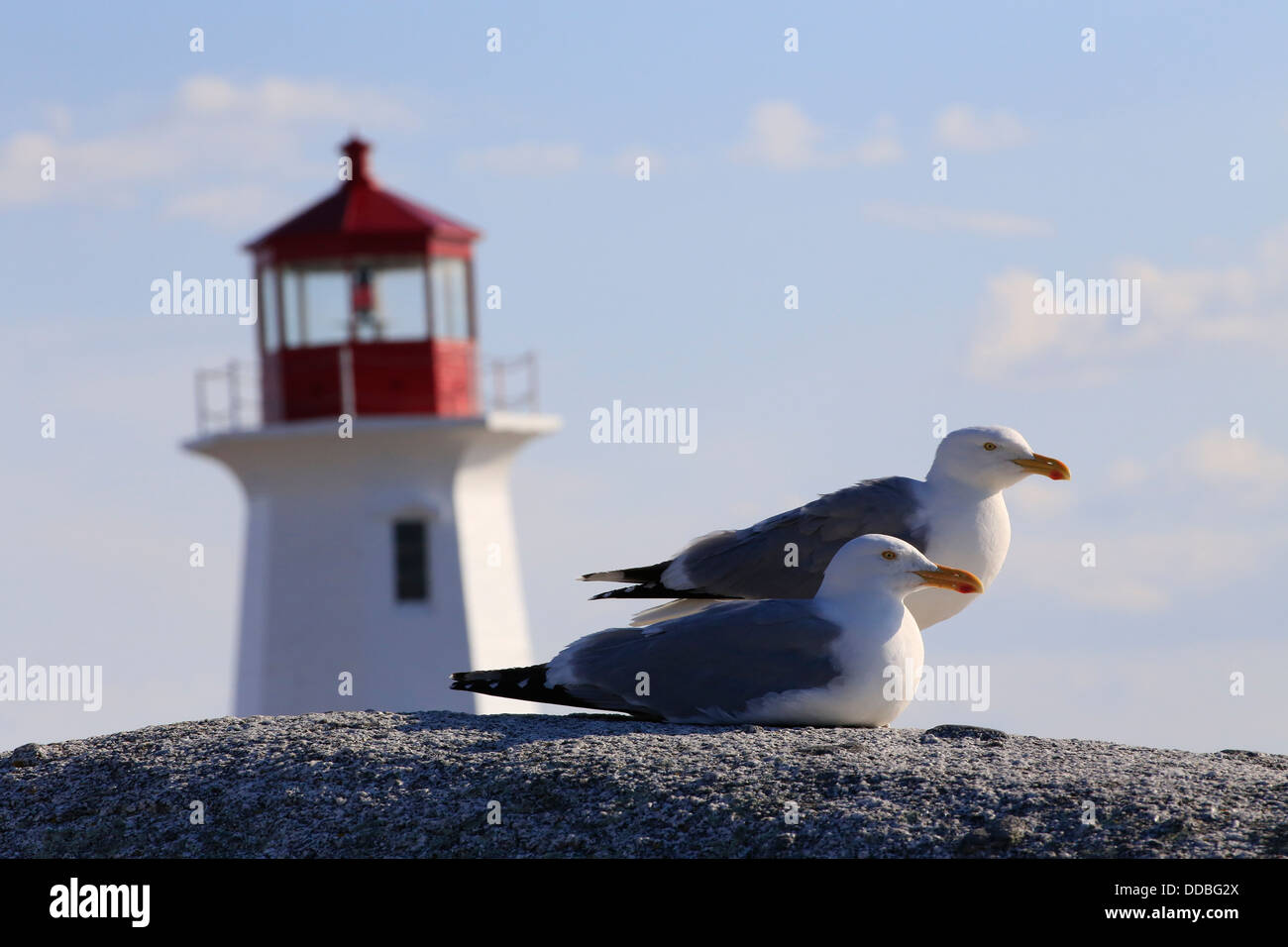 Two herring gulls on a rock with the Peggy's Point or Cove Lighthouse in the background in Nova Scotia, Canada Stock Photo