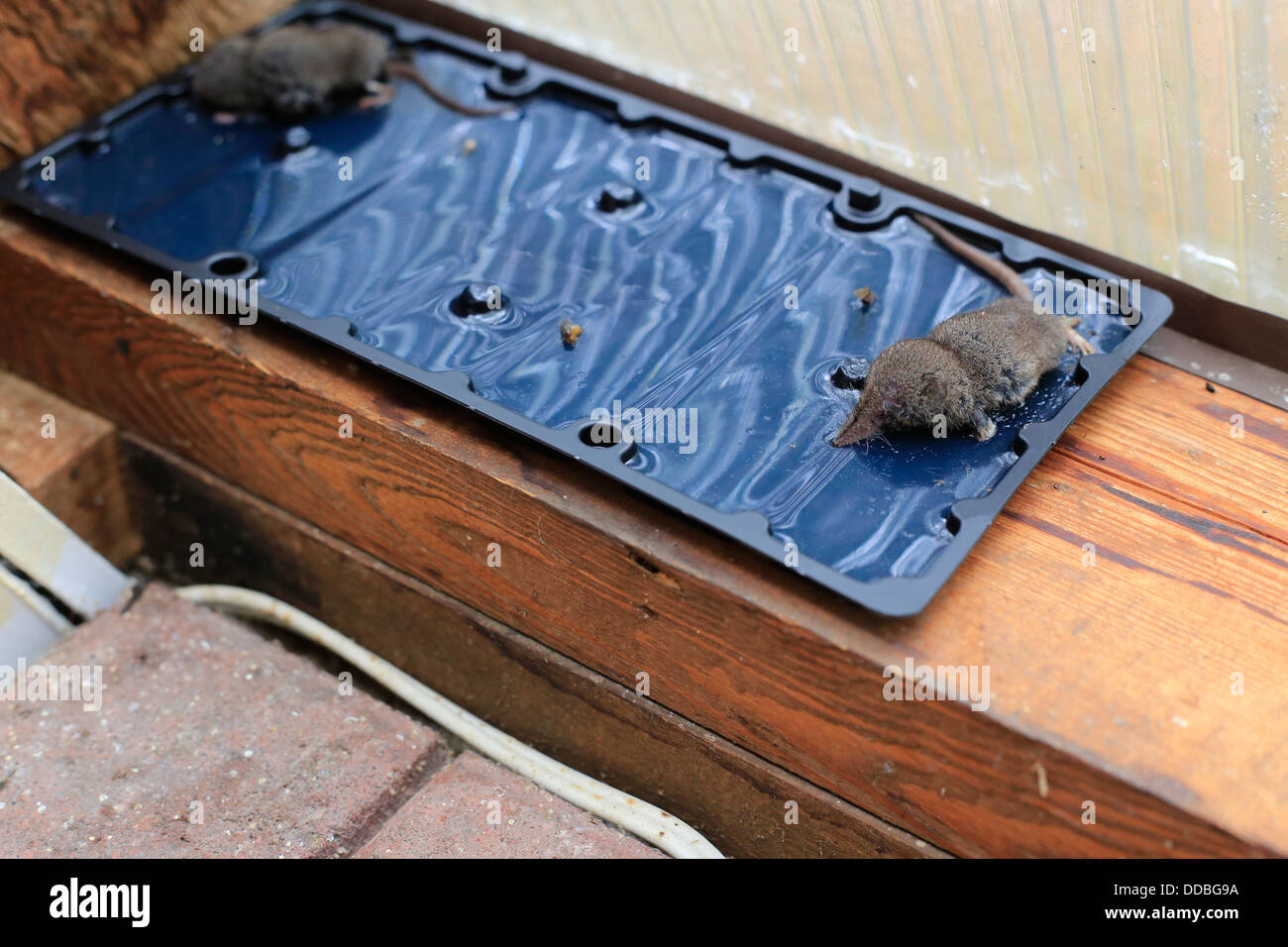 A mouse in this case a shrew stuck on a glueboard mouse trap Stock Photo