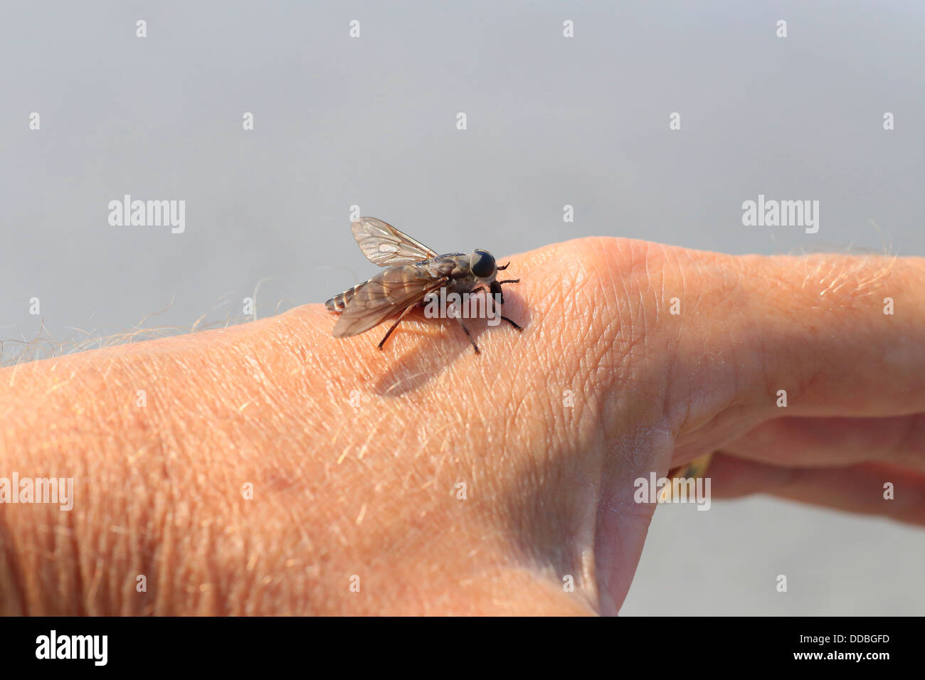 Tabanus nigrovittatus, the greenhead horse fly, salt marsh greenhead, greenhead or greenfly on a person's hand ready to bite Stock Photo