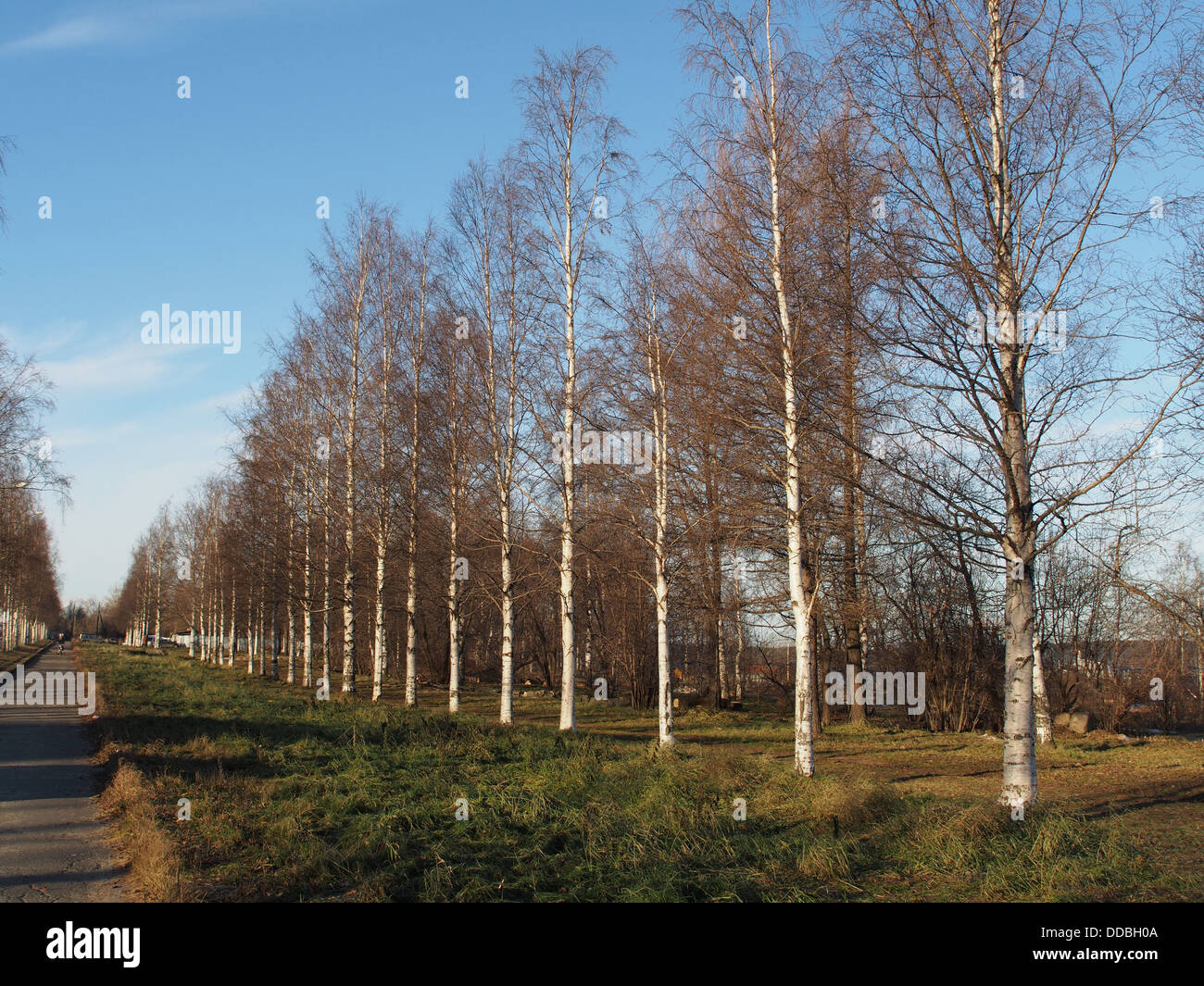 Shadow alley in park hi-res stock photography and images - Alamy