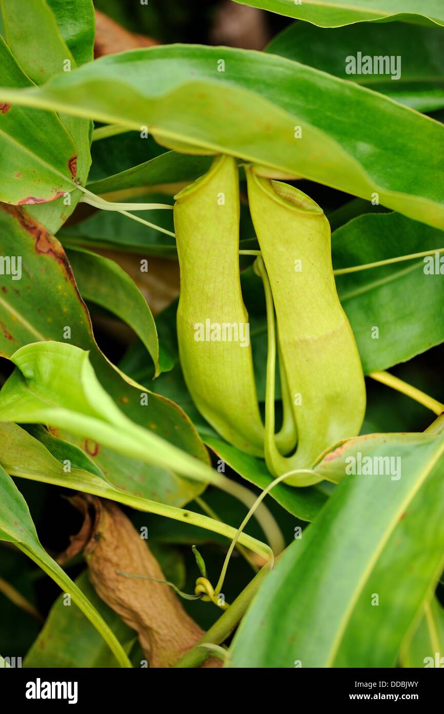 Nepenthes pitcher plant. Orchid Garden, Kuching, Sarawak, Malaysia