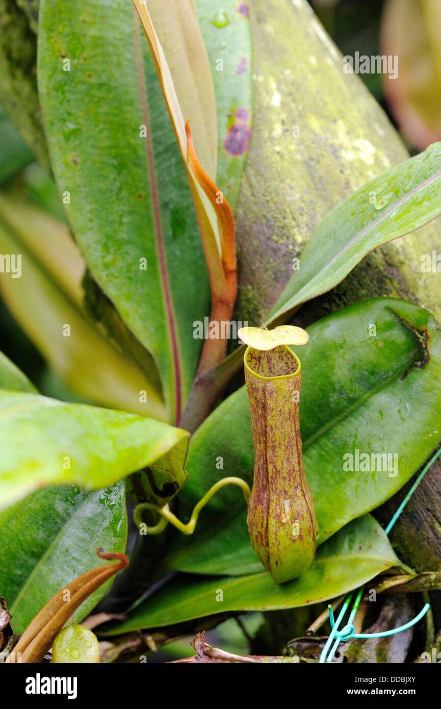 Nepenthes pitcher plant. Orchid Garden, Kuching, Sarawak, Malaysia