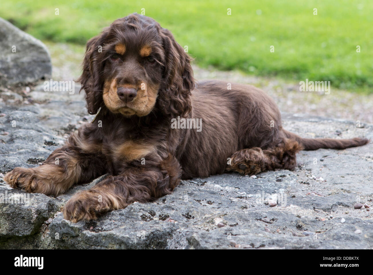 chocolate and tan cocker spaniel puppies for sale
