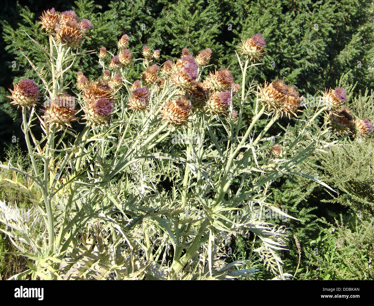 Nikitsky Botanical Garden (Crimea, Ukraine) Stock Photo