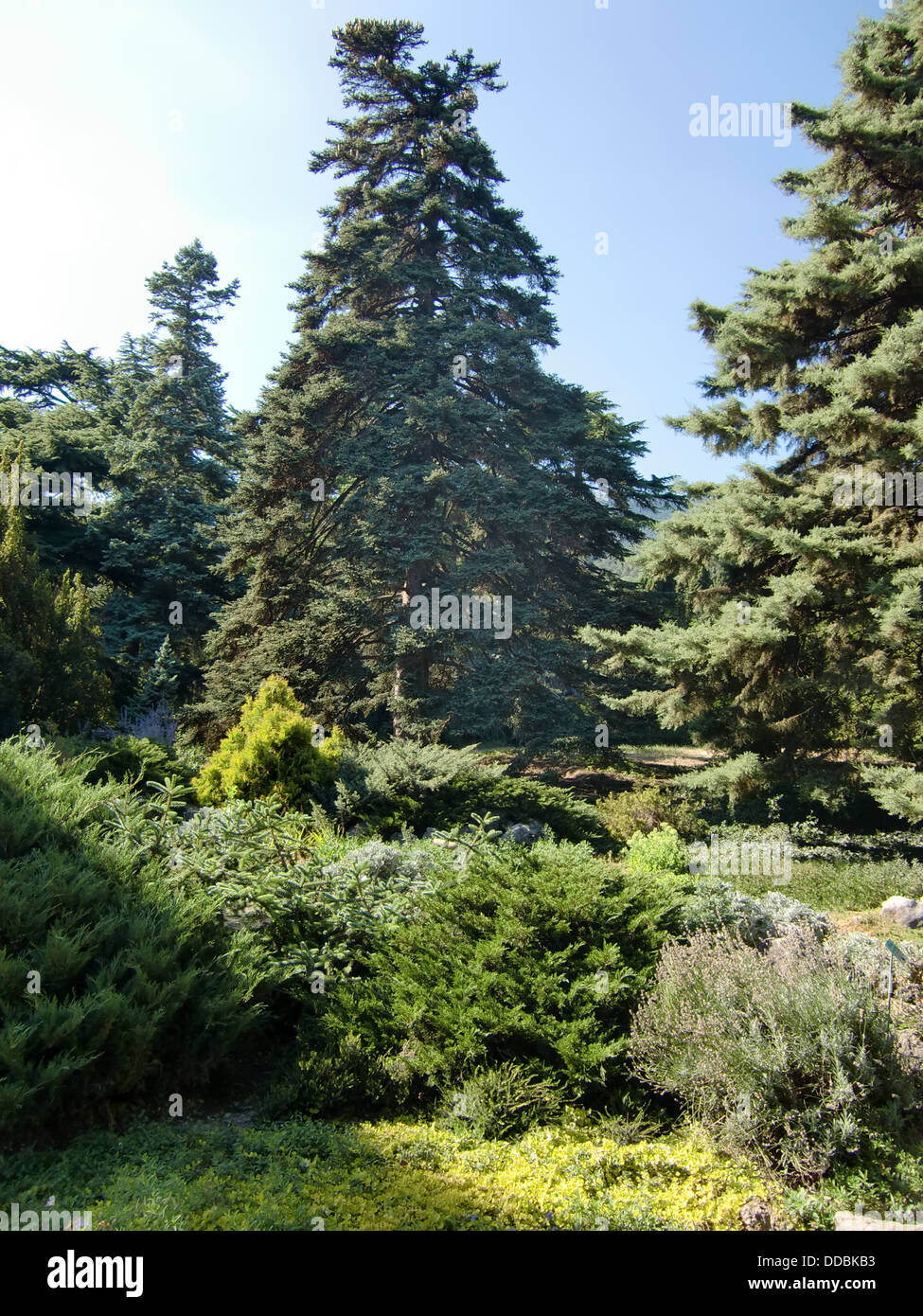 Nikitsky Botanical Garden (Crimea, Ukraine) Stock Photo