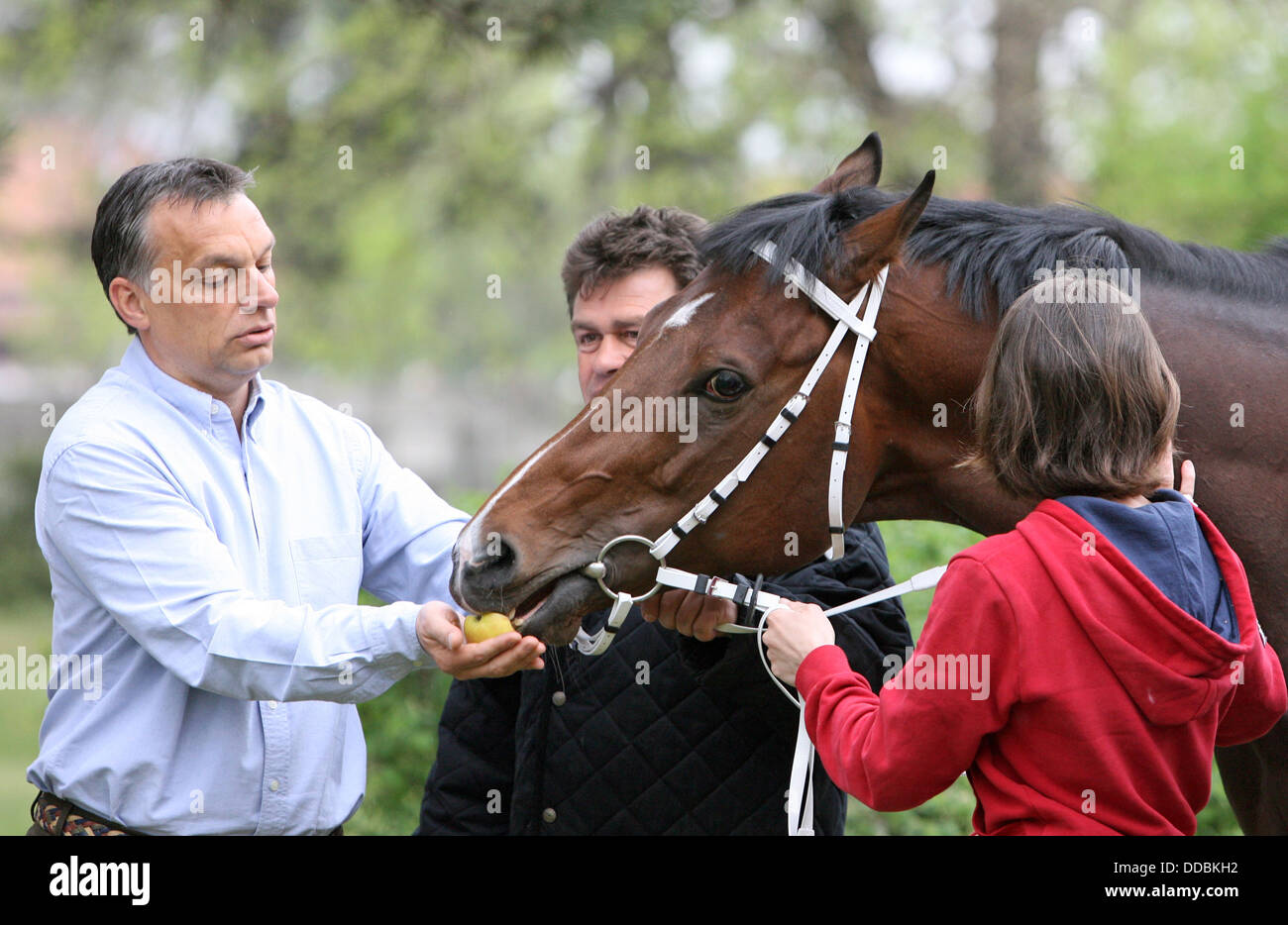 Dunakeszi, Hungary, Viktor Orban feeds the galloping racehorse Overdose Stock Photo