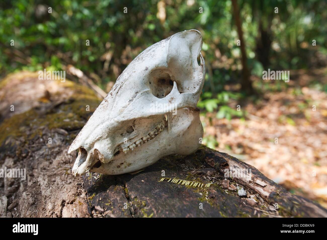 Jungle boar hi-res stock photography and images - Alamy
