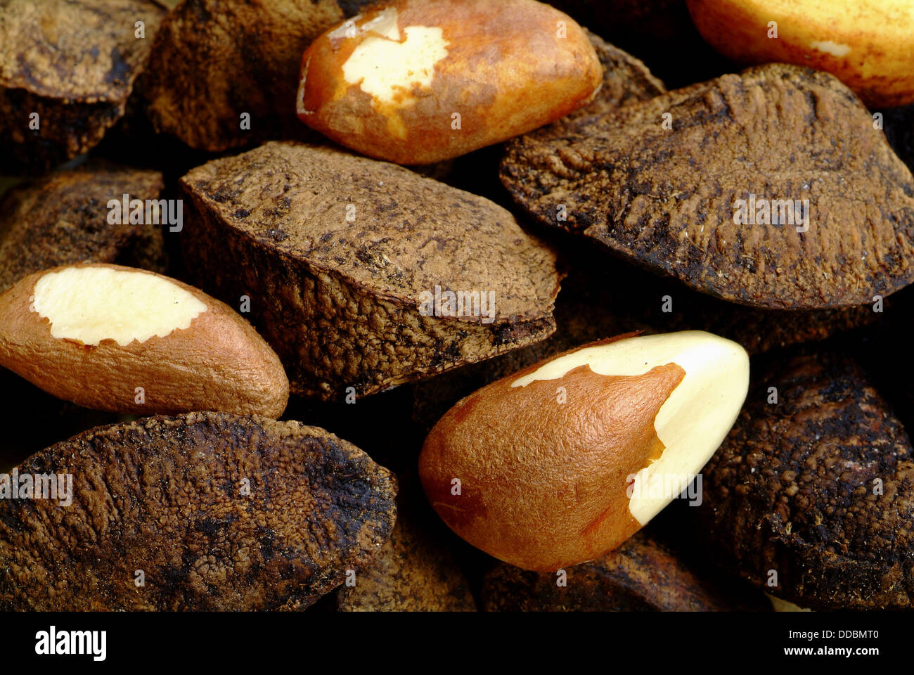 Brazil nut seeds, Bertholletia excelsa, Lecythidaceae, Rio Branco Stock