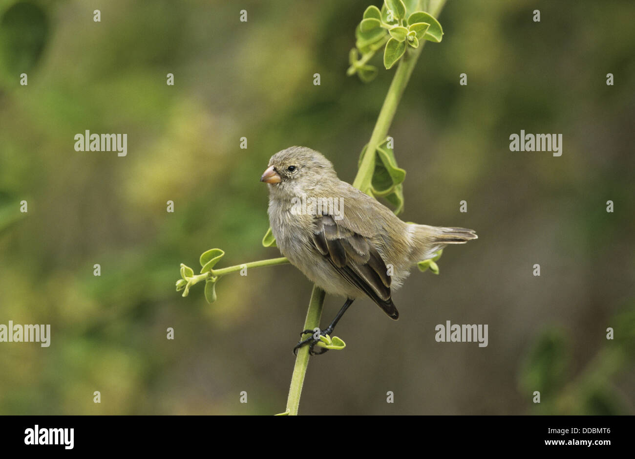 Small Tree Finch, Camarhynchus parvulus, female Stock Photo Alamy